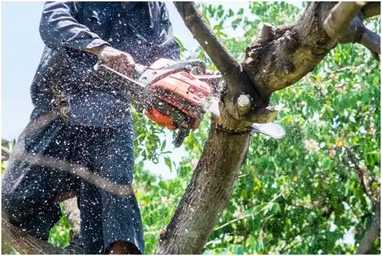 tree services Halfway House